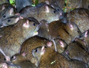 doenças ratos e ratazanas